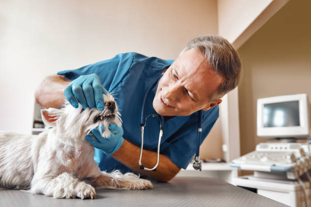 Best Emergency Broken Tooth Repair in Choccolocco, AL
